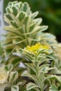 Takeshima stonecrop Sedum takesimense Atlantis, flowering plant